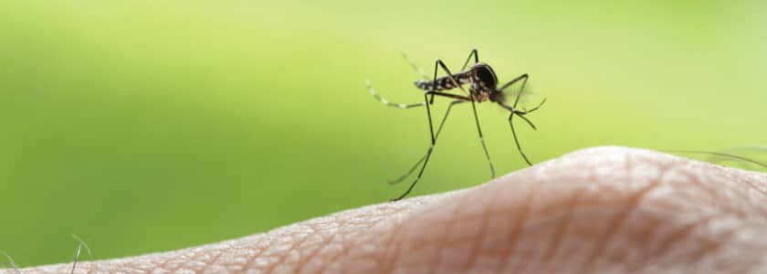 Can CRISPR Stop Japanese Encephalitis Transmission?